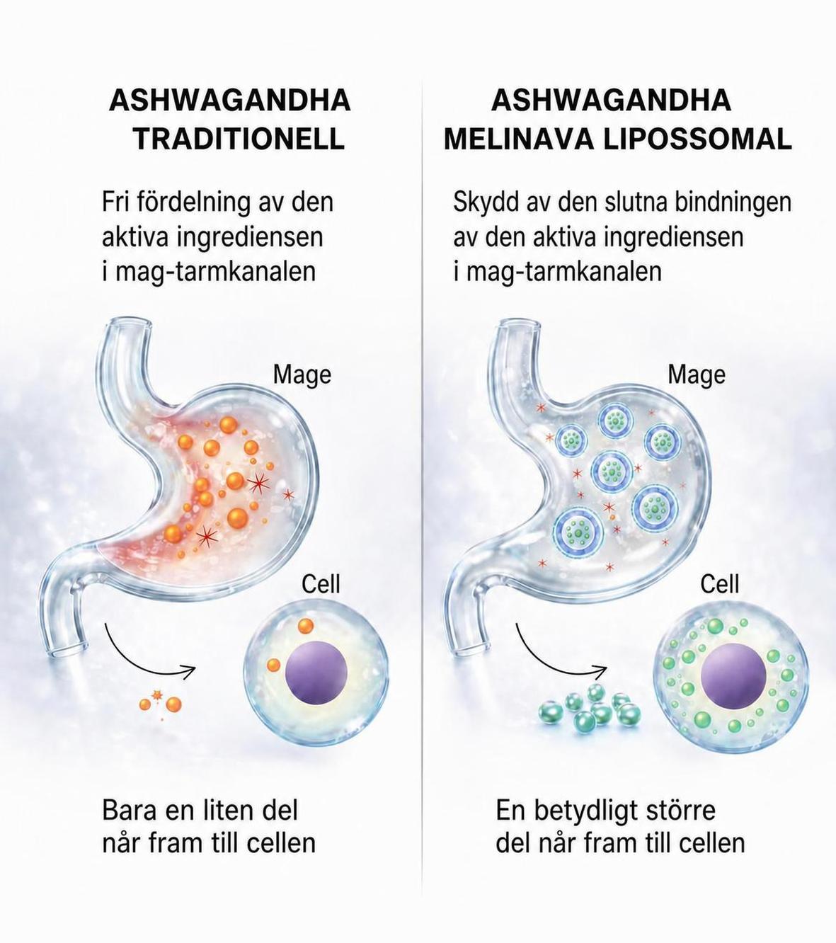 Liposomal ashwagandha for better absorption