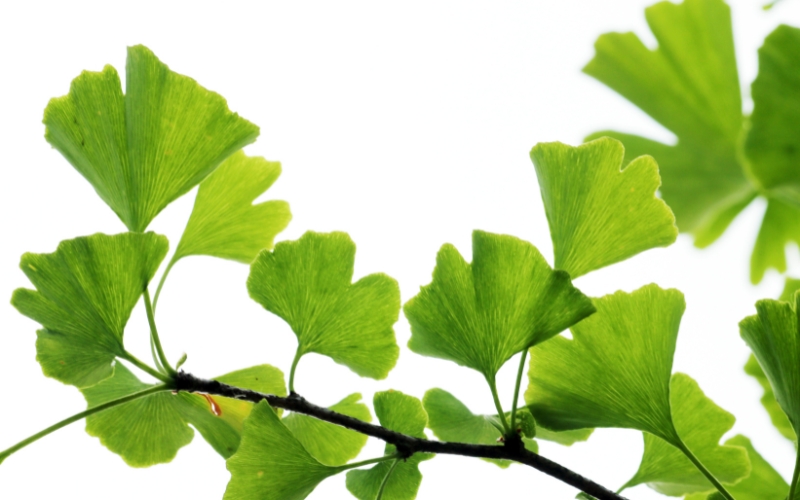 Ginkgo leaves containing valuable flavonoids