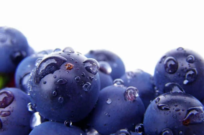 Phytochemicals in grape seed extract