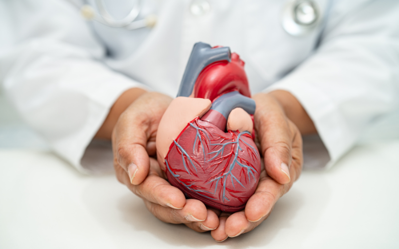 The heart has the greatest need for CoQ10 in the body
