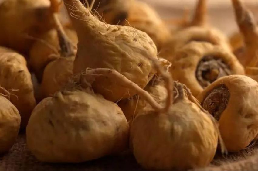 The best and most concentrated compounds in maca are found in the hypocotyl