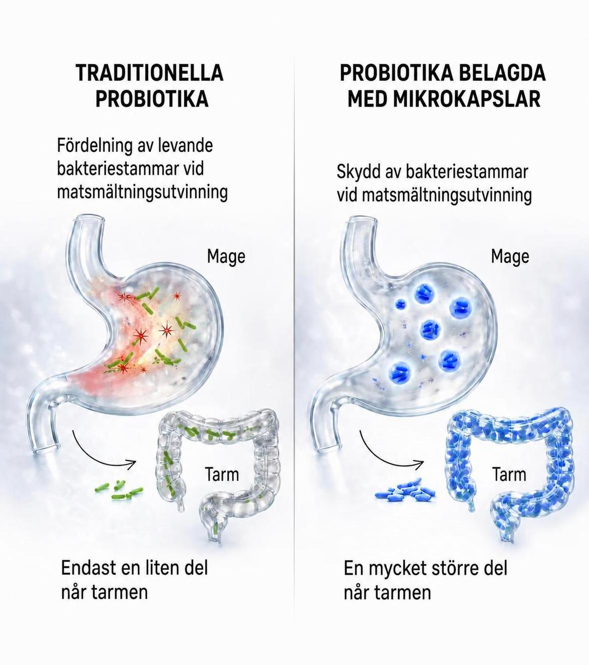 Microencapsulation protects the bacteria on their way to the gut