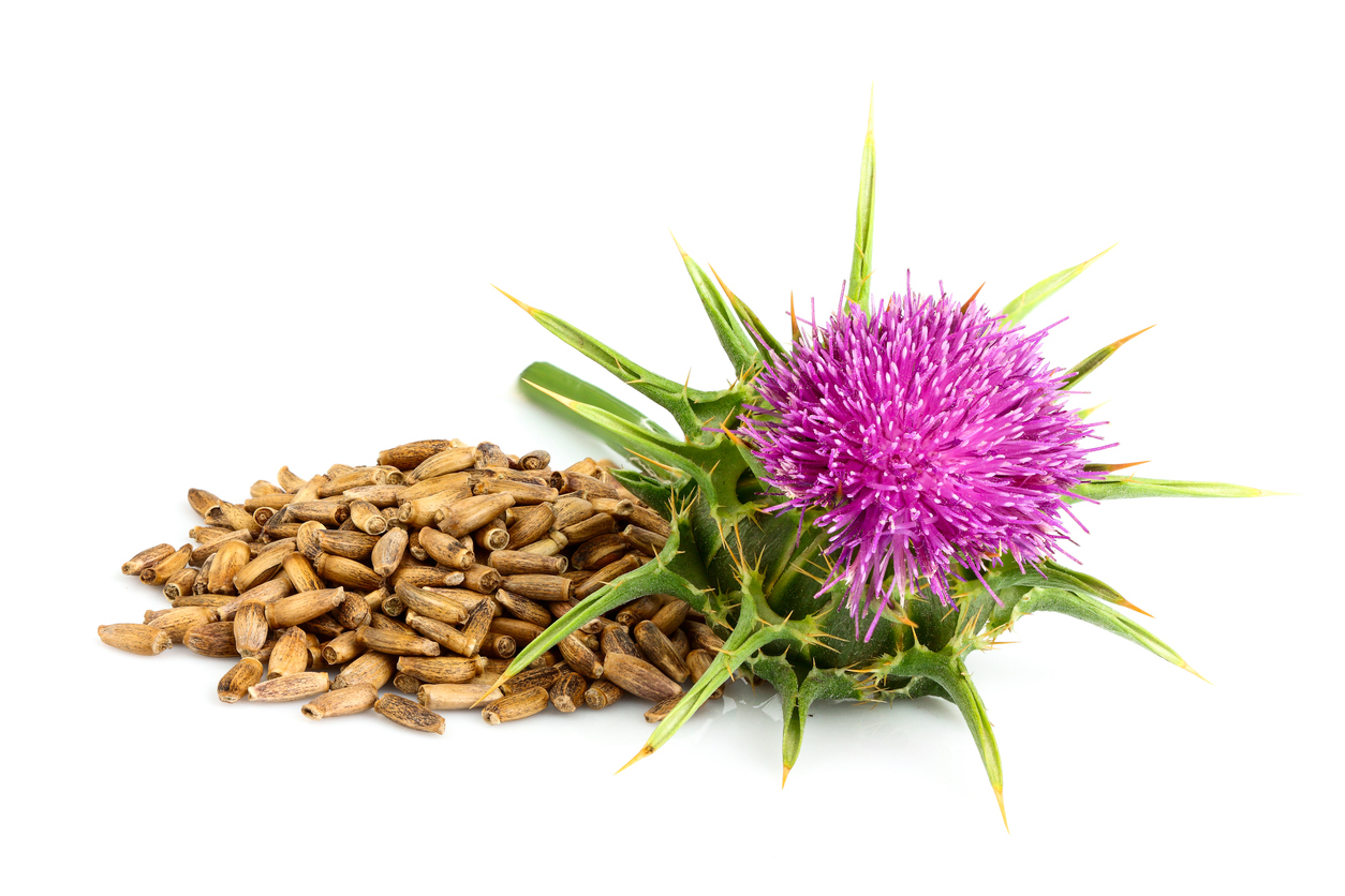 Milk thistle works in several ways