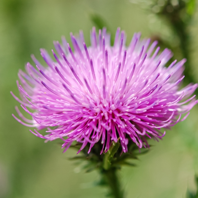 Milk thistle is regarded as the liver herb