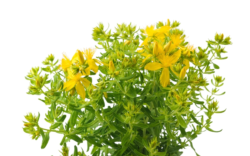 St John's wort flowers, rich in hypericin and hyperforin