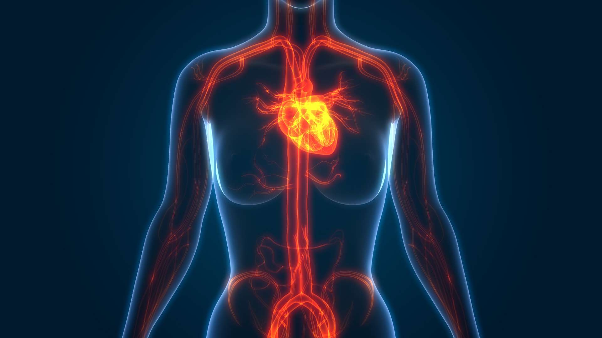 Omega-3 supports the heart and circulation