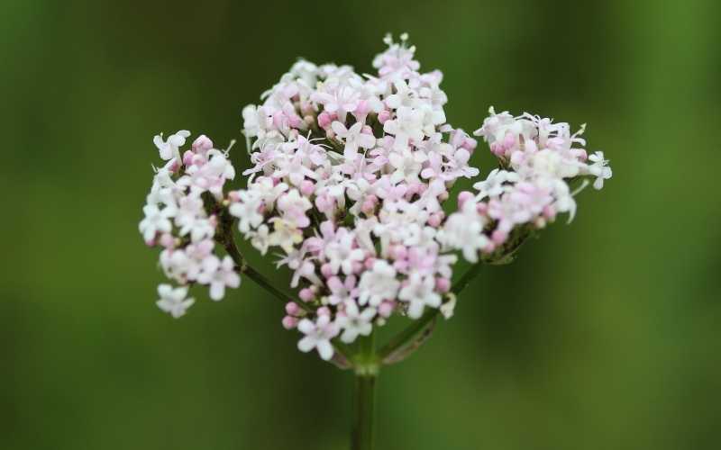 Valerian plant in flower